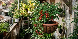 7 Cara Menanam Tomat Ceri di Pot Gantung, Berbuah Lebat di Lahan Sempit