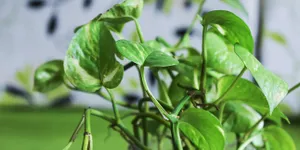 7 Jenis Daun untuk Obat Herbal, Berkhasiat Bagi Kesehatan Tubuh