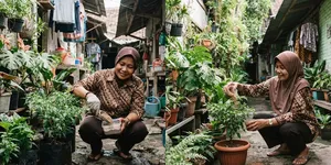7 Kesalahan Memberi Pupuk Pada Tanaman yang Sering Dilakukan Pemula di Rumah