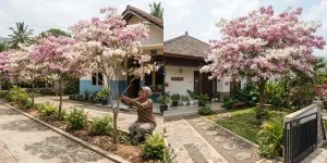 8 Cara Merawat Tabebuya agar Rajin Berbunga, Yuk Coba Tanam di Rumah Supaya Terlihat Cantik dan Estetik