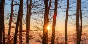 8 Jenis Hutan di Indonesia, Lengkap Beserta Penjelasannya