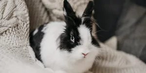 8 Jenis Kelinci Paling Terkenal dan Menggemaskan, Pilihan Jadi Hewan Peliharaan