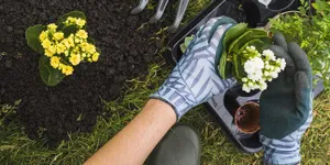 8 Jenis Pupuk Organik Cocok Digunakan untuk Tanaman di Rumah