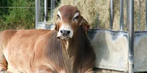 8 Jenis Sapi Potong dengan Kualitas Daging Terbaik