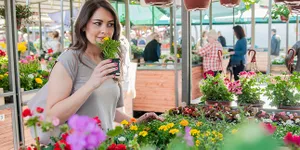 10 Jenis Tanaman Hias Paling Banyak Dicari, Bikin Rumah Makin Asri