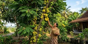 9 Cara Membuat Pohon Belimbing Rajin Berbuah Sepanjang Tahun, Buah Lebat dan Manis