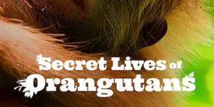 9 Film yang Menyorot Kehidupan Orangutan, Sajikan Kisah Satwa dan Upaya Konservasi
