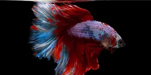 9 Jenis Ikan Cupang Hias, Jadi Aduan yang Paling Banyak Dicari