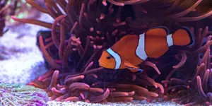 9 Jenis Ikan Hias Paling Menggemaskan, Mudah di Pelihara di Rumah