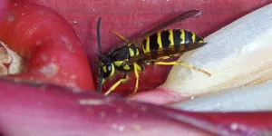 9 Jenis Serangga Berbahaya Bagi Manusia, Alergi Parah - Kematian