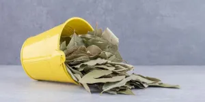 Ampuh! Ini Daun Herbal yang Mampu Kendalikan Gula Darah