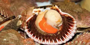 Apakah Kerang Dara Berbahaya Dikonsumsi? Berikut Fakta dan Penjelasannya