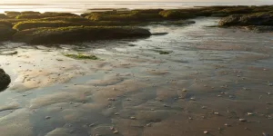 Arti Mimpi Air Laut Surut: Makna, Tafsir, dan Penjelasan Lengkap