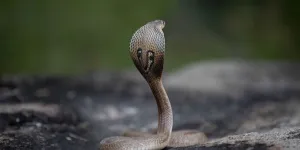 Arti Mimpi Dipatok Ular Kobra: Makna, Tafsir, dan Penjelasan Lengkap