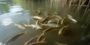 Arti Mimpi Melihat Banyak Ikan di Air Keruh, Panduan Tafsir Lengkap