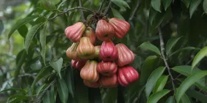 Arti Mimpi Melihat Buah Jambu Air Banyak: Tafsir Lengkap dan Maknanya