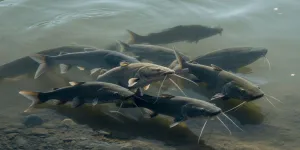 Arti Mimpi Melihat Ikan Lele di Air Keruh, Tafsir Lengkap dan Makna Tersembunyinya