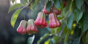 Arti Mimpi Melihat Jambu Air di Pohon: Tafsir Lengkap dari Psikologi hingga Primbon Jawa