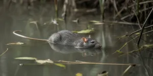 Arti Mimpi Melihat Tikus Mati di Air: Tafsir Lengkap dari Psikologi hingga Spiritual