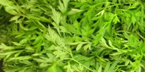 Begini Cara Konsumsi Daun Kenikir untuk Atasi Hipertensi dan Cegah Kanker