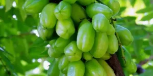 Belimbing Wuluh, Rahasia Tersembunyi Buah Asam yang Ampuh Turunkan Kolesterol!