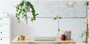 Cantik dan Minimalis, 5 Tanaman Hias Ini Siap Hidupkan Suasana Kamar Estetikmu