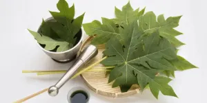 Cara Alami dan Efektif Menurunkan Kolesterol dengan Rebusan Daun Pepaya