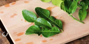 Cara Ampuh Menyimpan Daun Jeruk agar Selalu Segar hingga Seminggu, Tanpa Kulkas