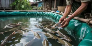 Cara Budidaya Lele untuk Stok Protein Tanpa Modal Besar yang Praktis dan Menguntungkan