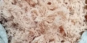 Cara Cuci Rumput Laut Kering agar Siap Diolah, Trik Rahasia dari YouTube