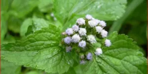 Cara Efektif Mengolah Daun Bandotan untuk Redakan Asam Lambung