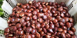 Cara Jitu Mengempukkan Jengkol, Praktis dan Bebas Bau