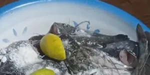 Cara Matikan Ikan Lele Tanpa Kekerasan Menggunakan Garam