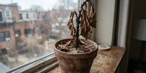 Cara Mematikan Tanaman Tanpa Menebang, Kenali Metode yang Paling Tepat