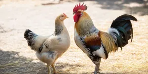 Cara Membedakan Ayam Jantan dan Betina Sesuai Umur