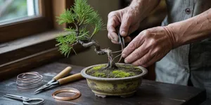 Cara Membuat Bonsai untuk Pemula, Panduan Lengkap dari Bibit hingga Pembentukan Pohon Mini