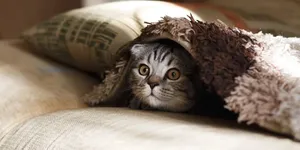 Cara Membuat Kucing Tidak Bosan Meski Tinggal di Dalam Rumah, Bikin Anabul Lebih Aktif