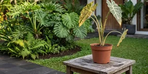 Cara Memisahkan Tanaman yang Terkena Hama agar Tidak Menular ke Tanaman Lain