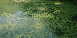 Cara Menanam Azolla: Panduan Lengkap Budidaya Tanaman Paku Air