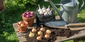 Cara Menanam Bawang Merah, Bawang Putih, dan Bawang Bombay di Pot, Polybag, hingga Tanah Terbuka