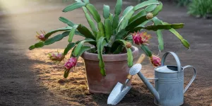 Cara Menanam Buah Naga: Panduan Lengkap untuk Pemula