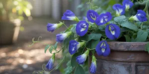 Cara Menanam Bunga Telang di Pot, Polybag, Botol Bekas, dan Tanah Terbuka: Panduan Lengkap dari Biji hingga Panen