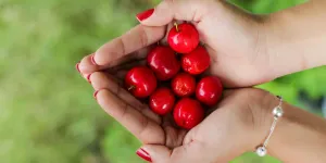 Cara Menanam Ceri Barbados (Acerola) agar Tumbuh Subur dan Cepat Berbuah