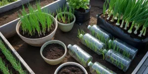 cara menanam daun bawang, di pot, di polybag, di botol bekas, di tanah terbuka, dari biji, dari batang, dari akar