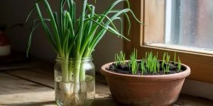 Cara Menanam Daun Bawang dari Batang di Air dan Pot agar Cepat Tumbuh