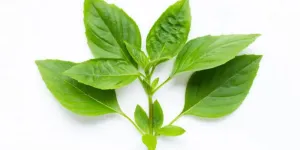 Cara Menanam Daun Kemangi agar Tumbuh Rimbun di Halaman Rumah