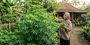 Cara Menanam Daun Singkong agar Pucuknya Lebat agar Hasil Panen Lebih Banyak