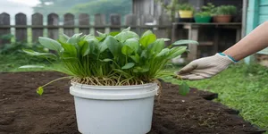 Cara Menanam Kangkung Menggunakan Ember, Panduan Lengkap dari Semai hingga Panen