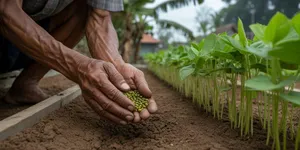 Cara Menanam Kacang Hijau dari Biji hingga Panen, Panduan Lengkap untuk Pemula