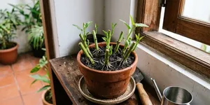 Cara Menanam Kangkung Dari Batang Sisa Masakan, Bisa Tumbuh Lagi di Rumah